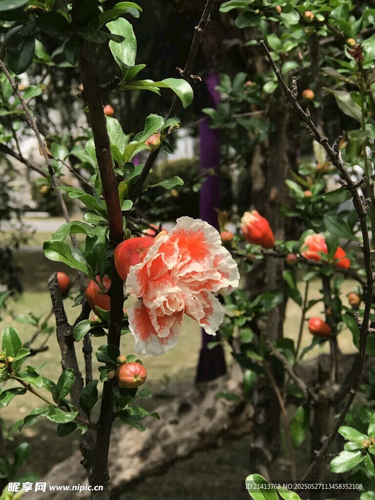 嬌艷盛開的石榴花