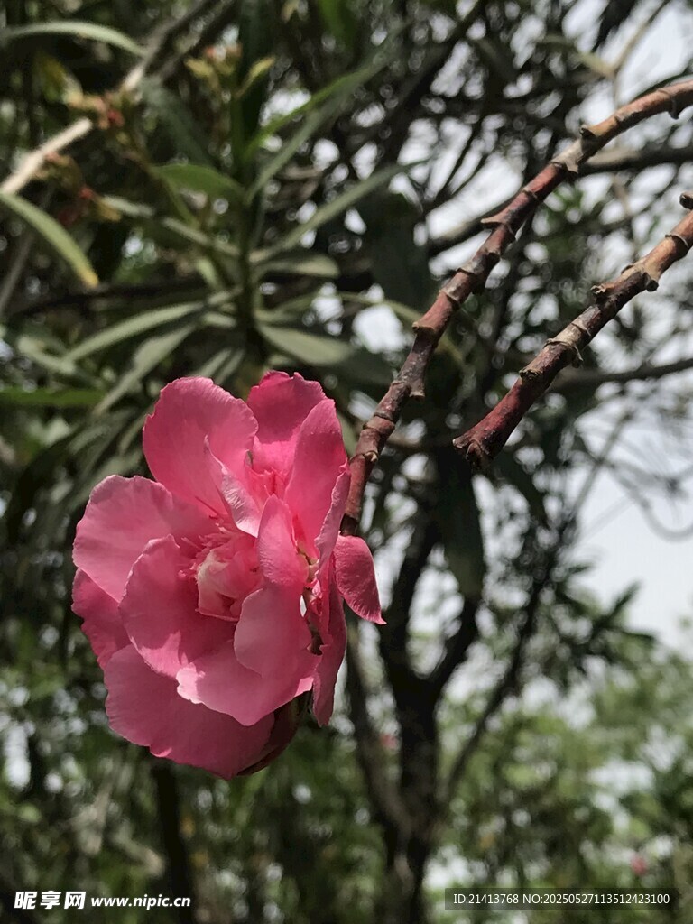 嬌艷粉色花朵綻放枝頭