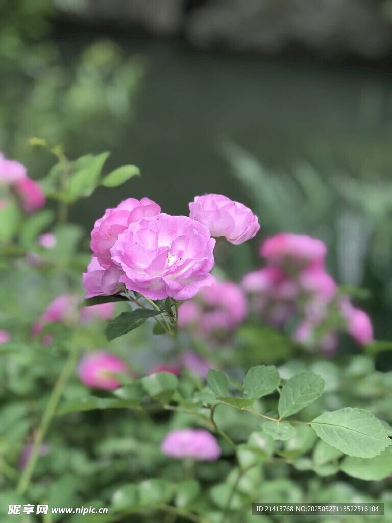 嬌艷粉色薔薇綻放