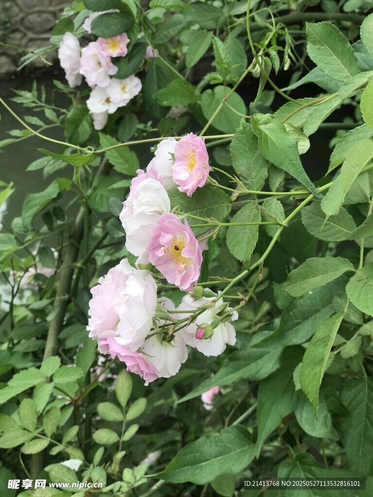 粉色薔薇