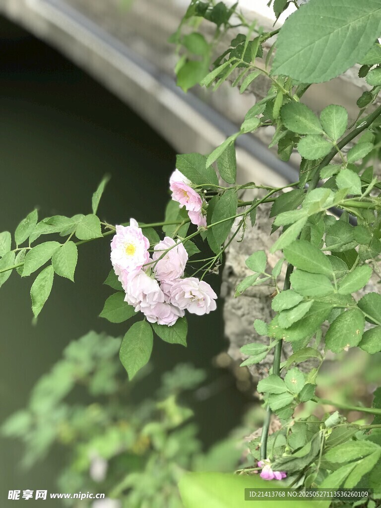 枝頭綻放的粉嫩薔薇花
