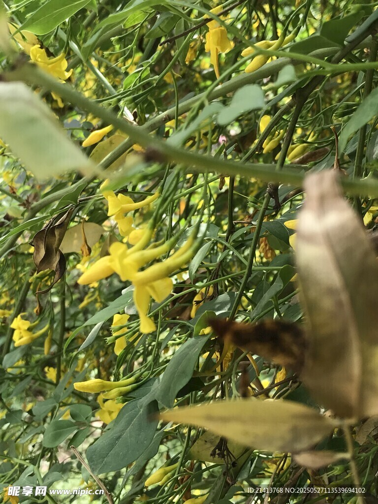 枝頭綻放的黃色小花