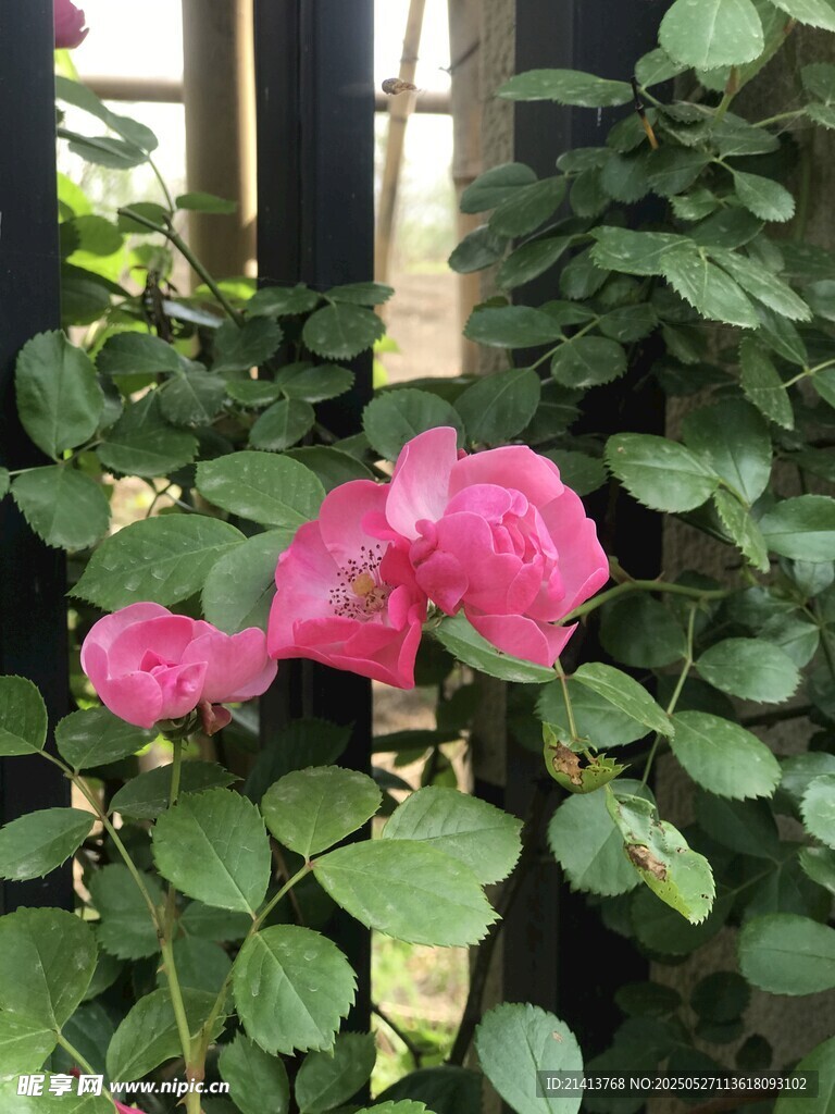 嬌艷粉色玫瑰綻放綠葉間