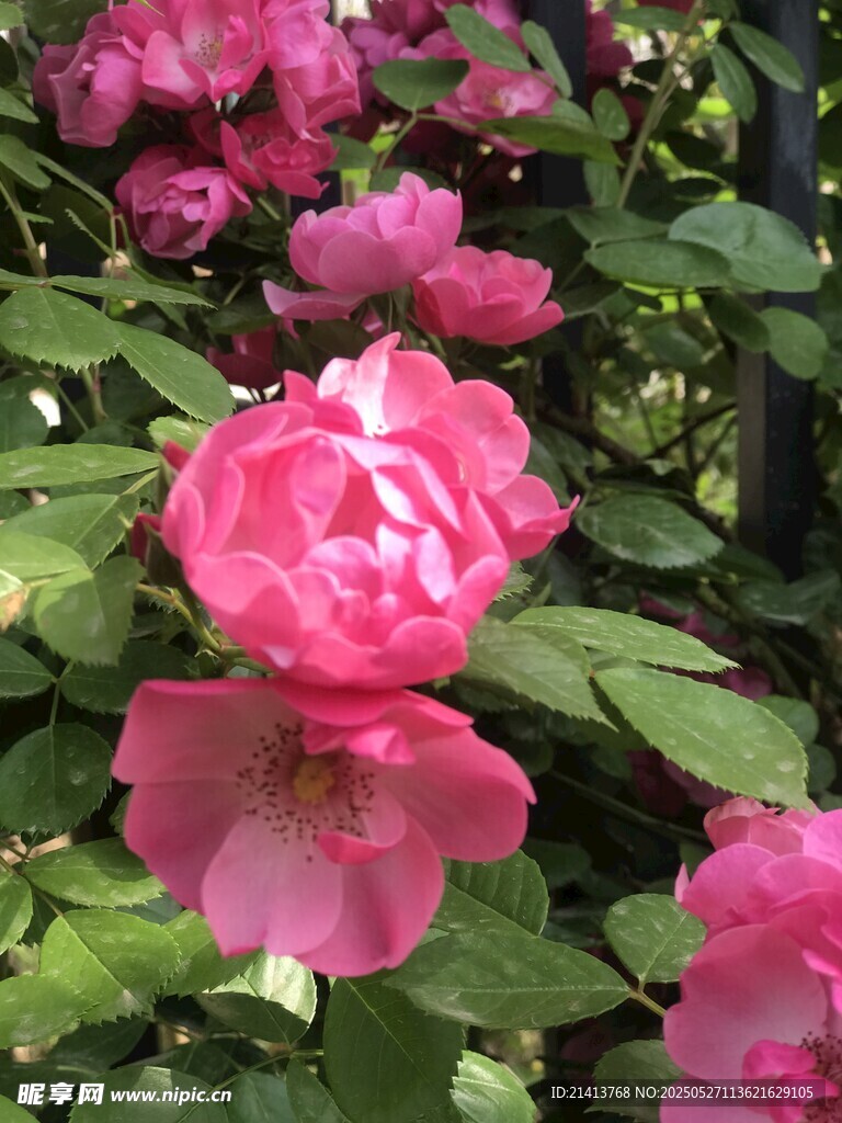 嬌艷盛開的粉色月季花