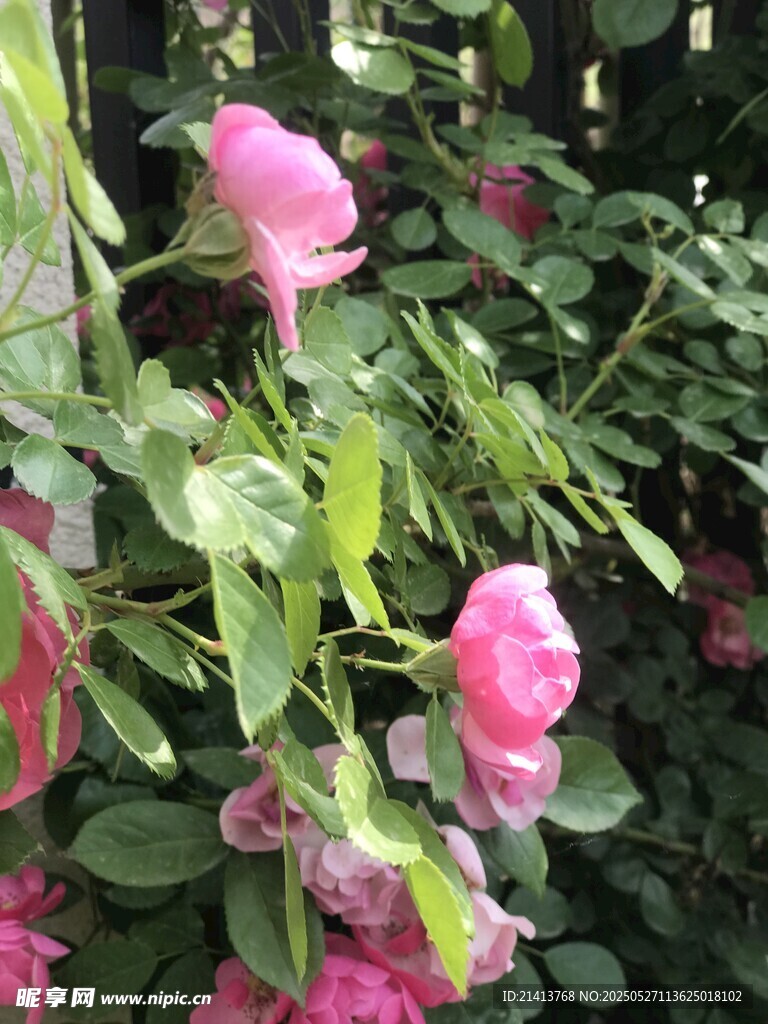 嬌艷綻放的粉色月季花