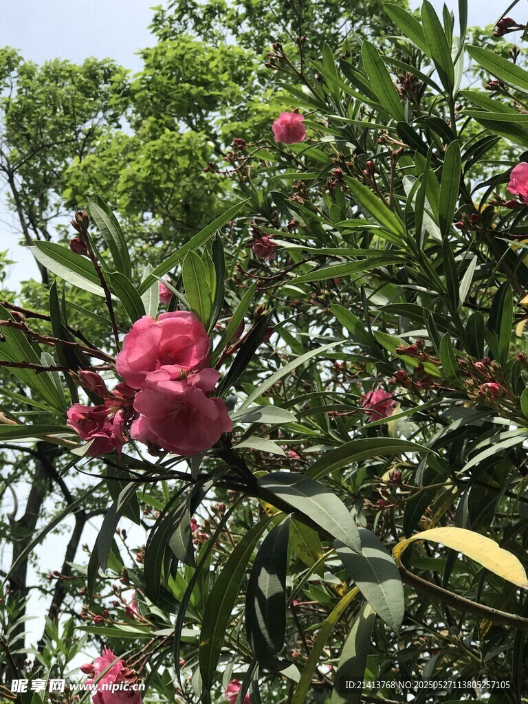 枝頭綻放的嬌艷粉色花朵