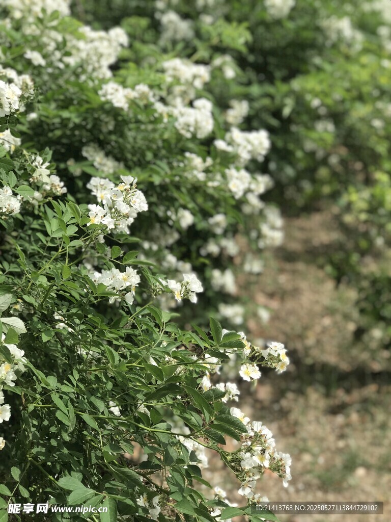 白色繁花盛開的綠植景觀