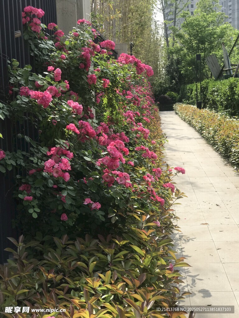 繁花簇擁的幽靜小徑