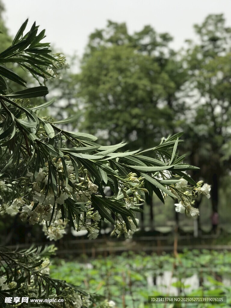 枝頭白花與綠意景致