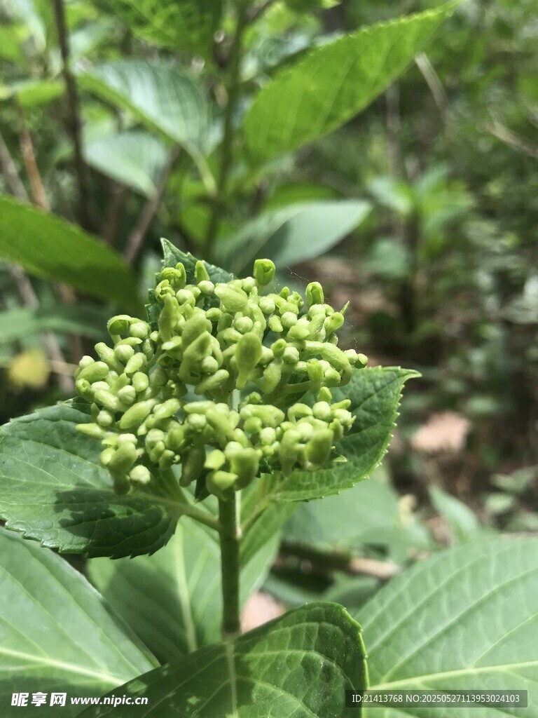 綠色植物的簇狀小花