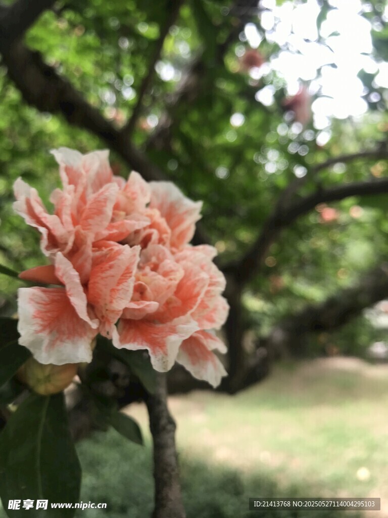 嬌艷盛開的粉色花卉