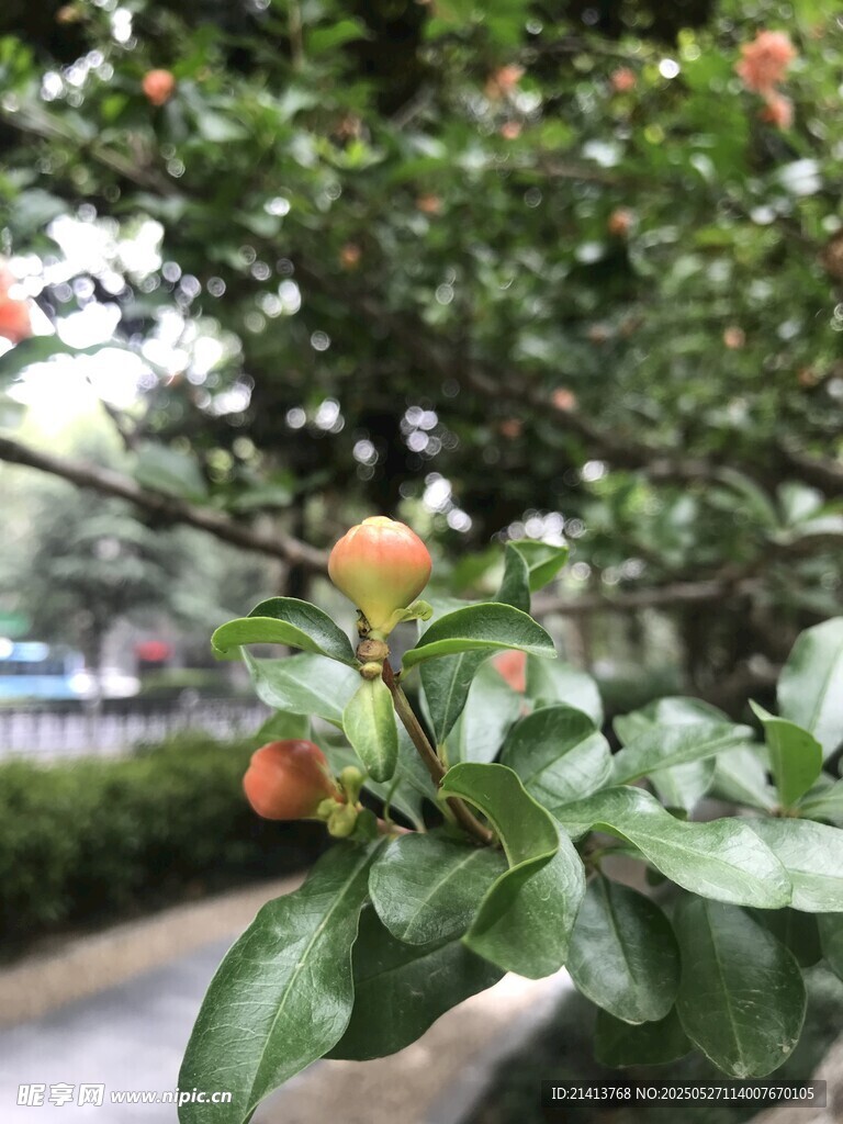 枝頭橙果綠葉相伴