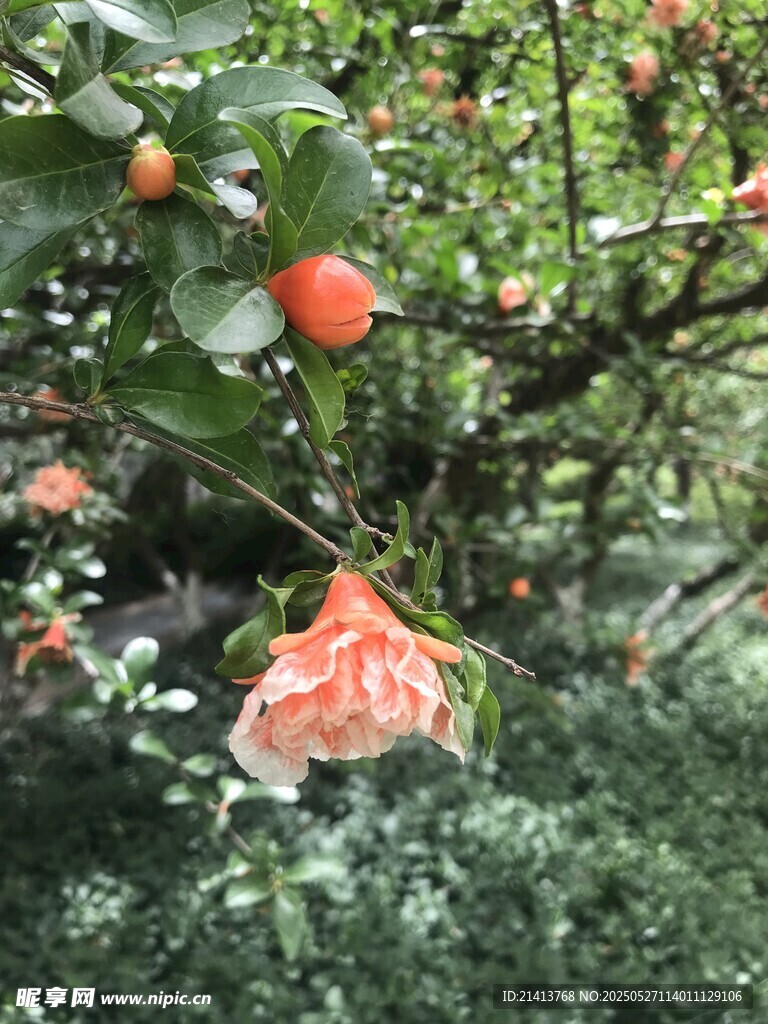 枝頭綻放石榴花