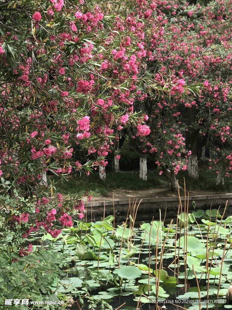 湖畔繁花與荷葉相映成趣