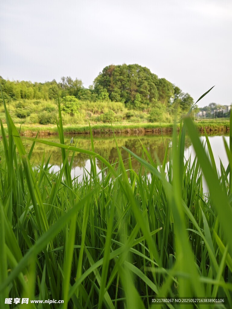湖畔蔥郁綠草田園風光