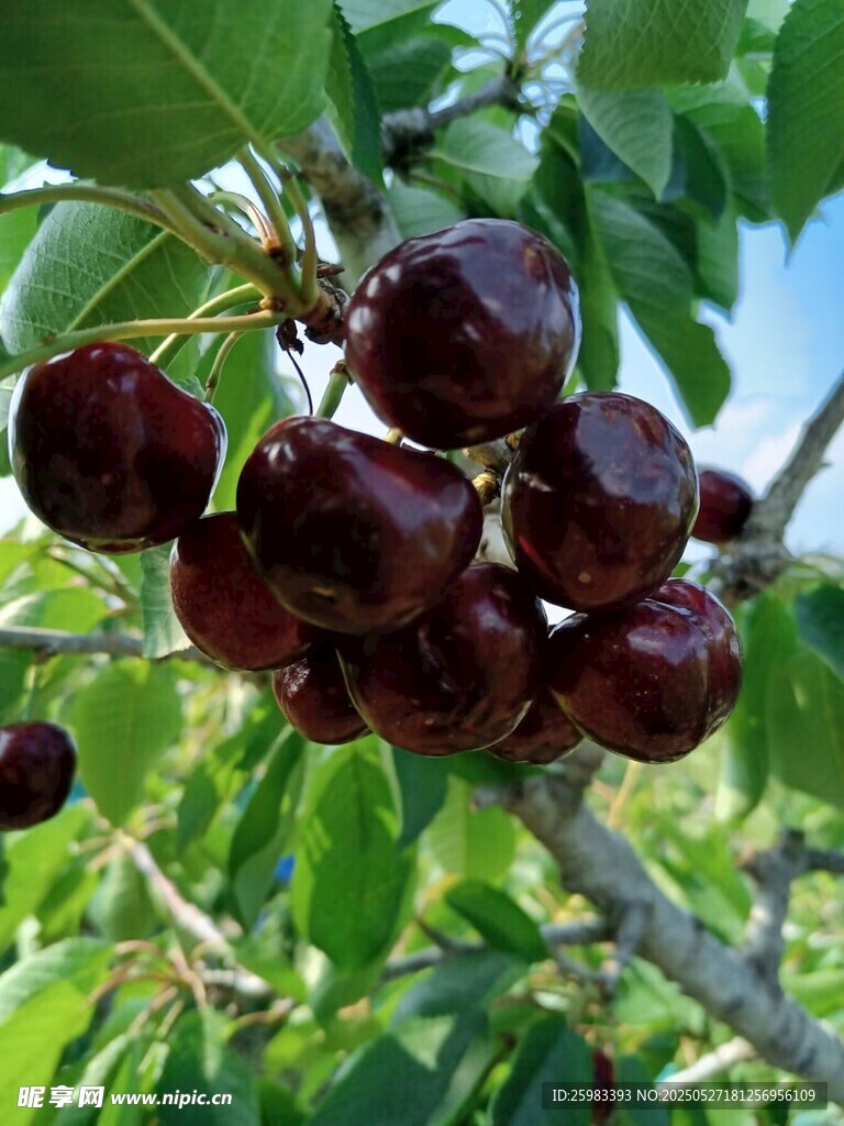 櫻桃栽培
