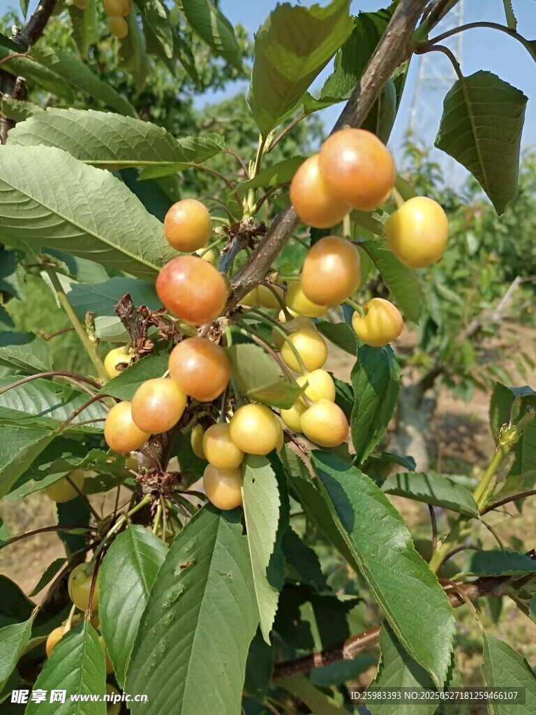 櫻桃栽培
