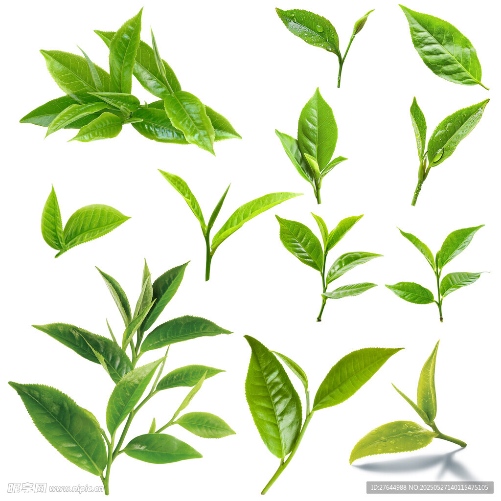 清新綠茶葉素材分層