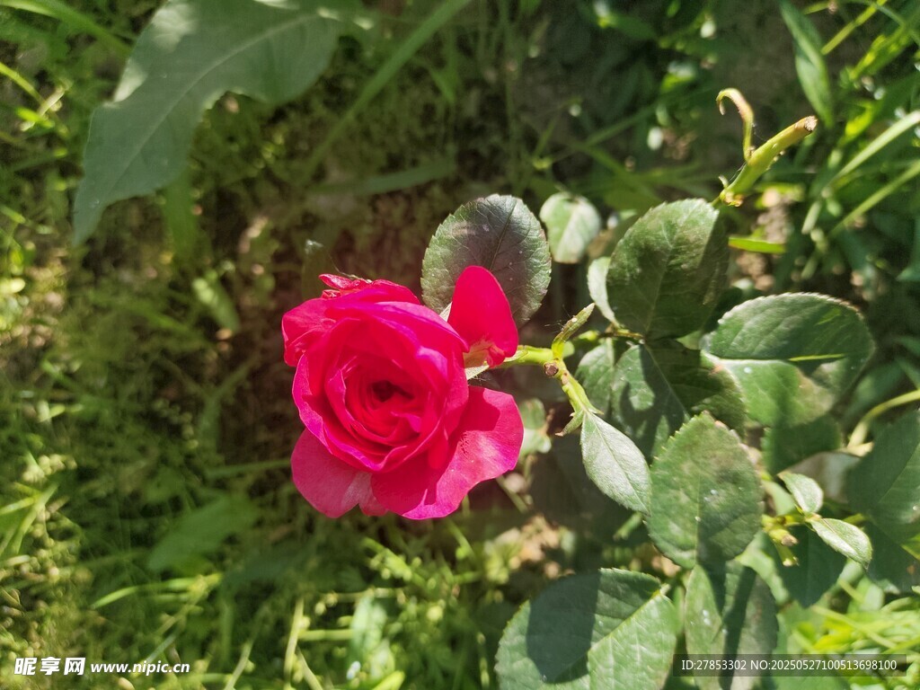 嬌艷紅玫瑰綻放綠葉間
