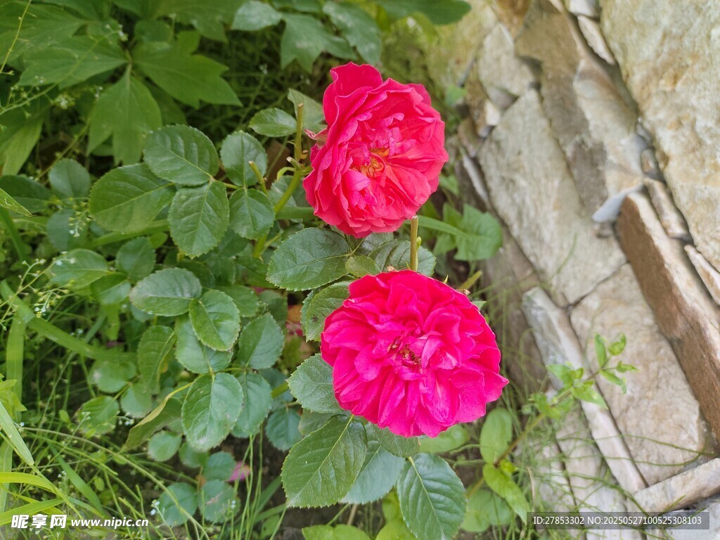 嬌艷紅玫瑰綻放于綠植間