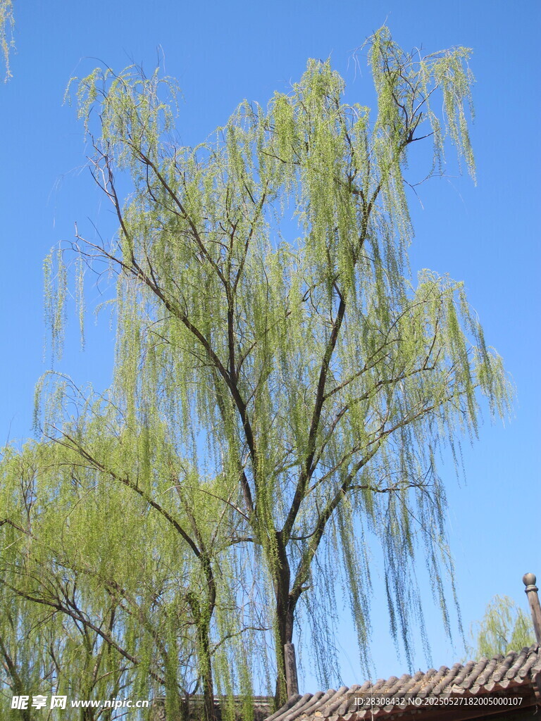 藍天垂柳下的中式屋頂