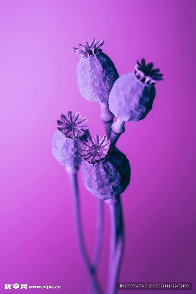紫色夢幻風的帶刺植物