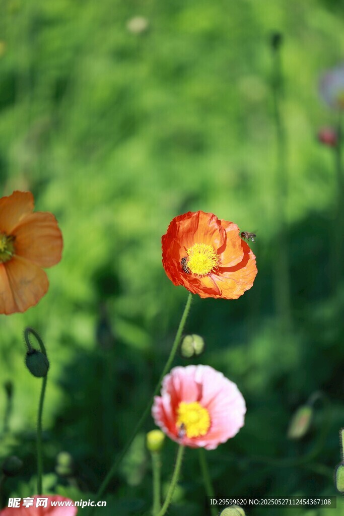 多彩花毛茛綻放于綠野