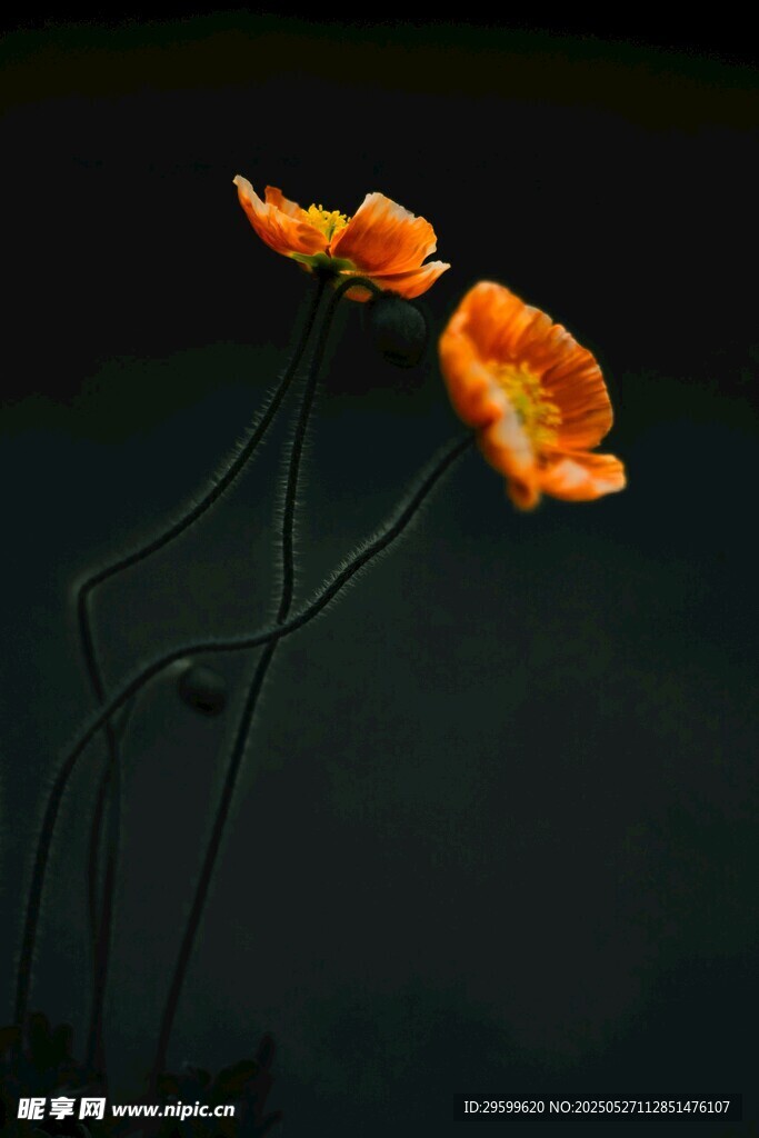 兩朵橙色虞美人花綻放