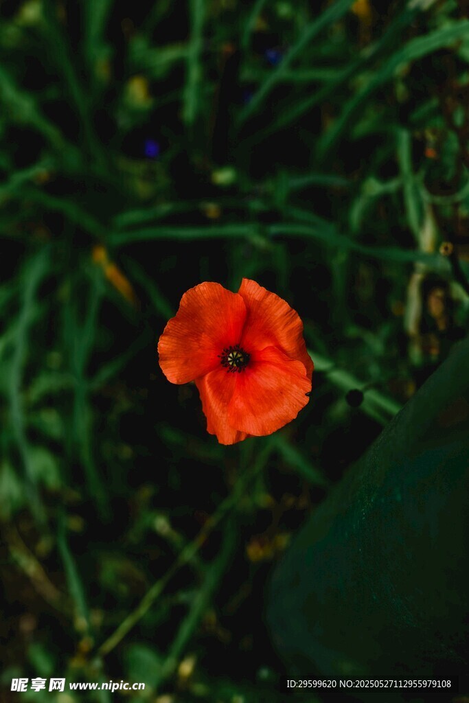 嬌艷紅花綻于綠葉間