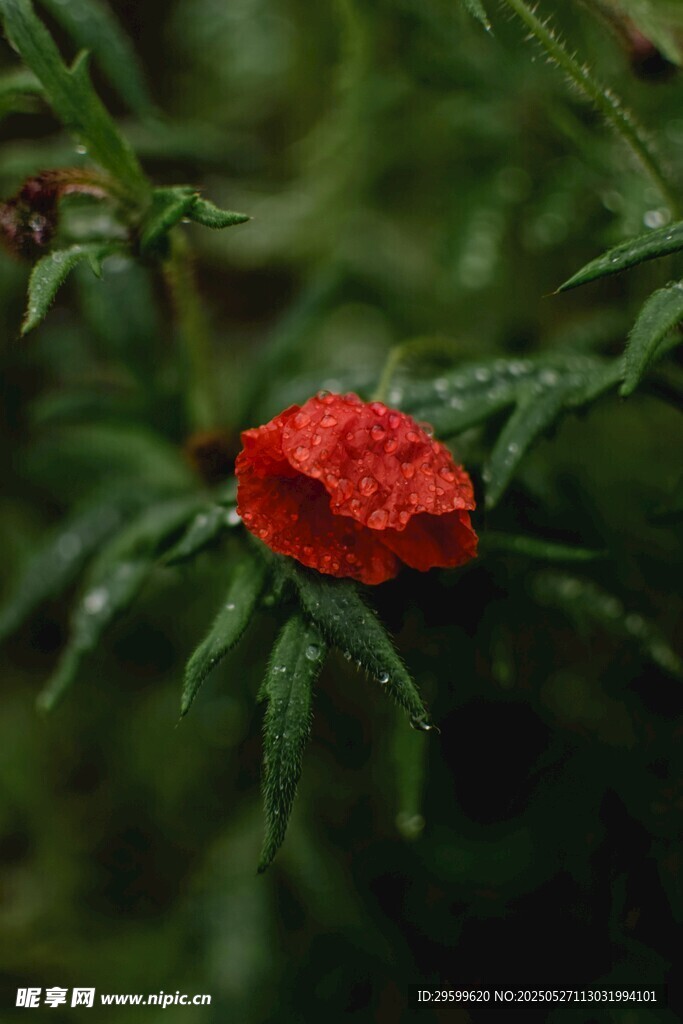 嬌艷紅花朵綻于綠葉間