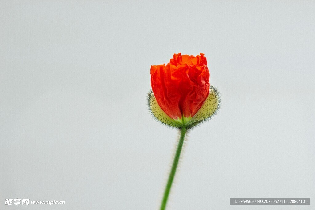 單枝橙紅色花朵特寫