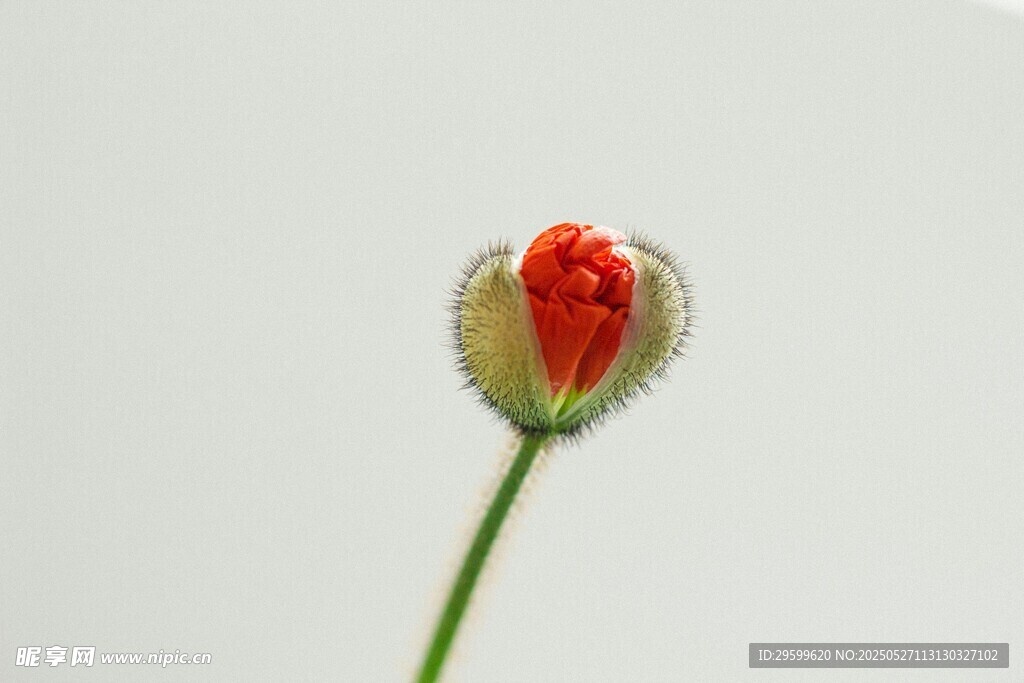 含苞待放的紅色小花