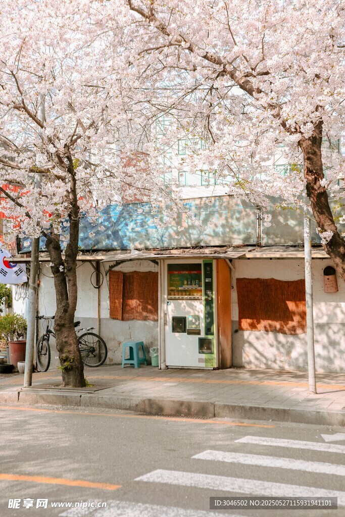 街邊爛漫櫻花下的小店