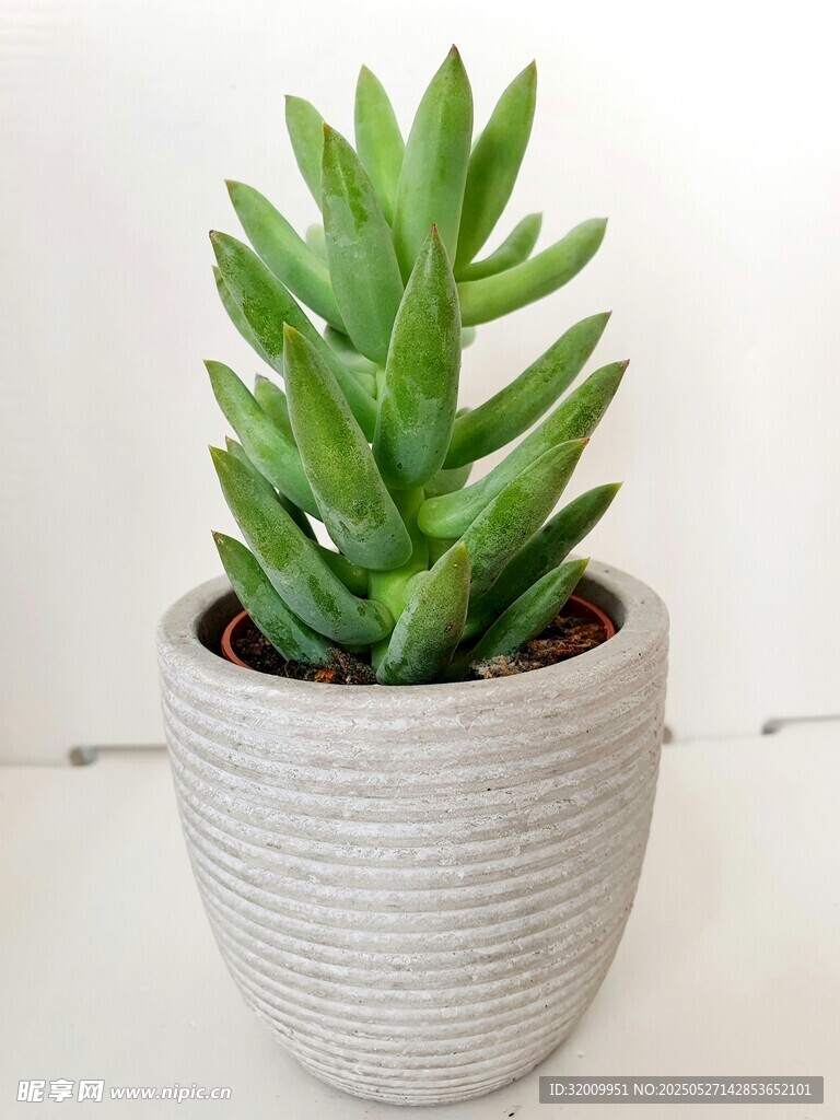 灰白盆中翠綠多肉植物
