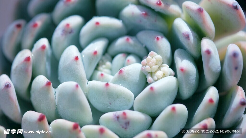 藍紫色多肉植物特寫