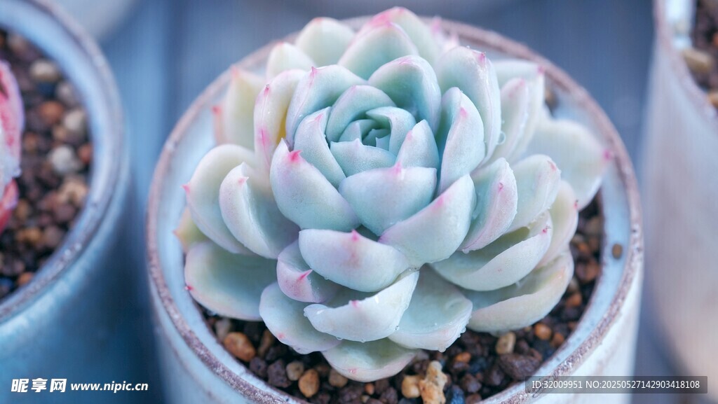 清新多肉植物盆栽特寫