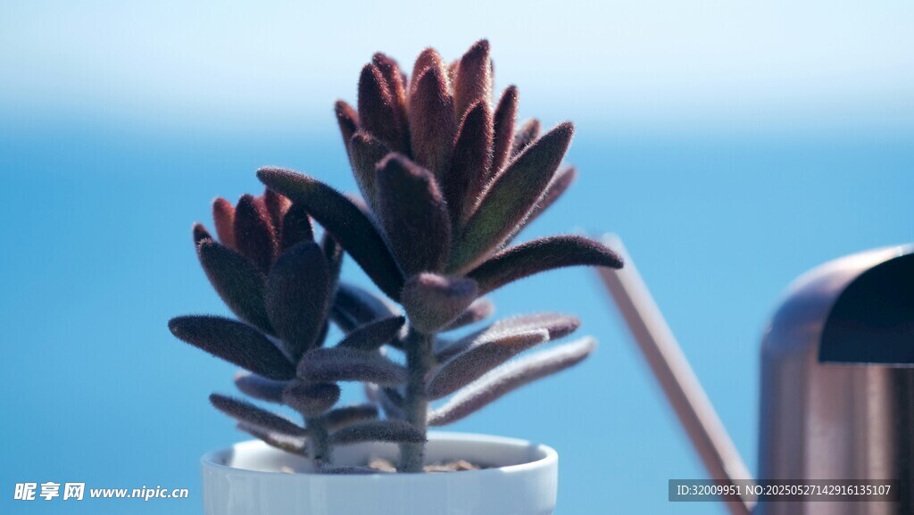 精致多肉植物與澆水壺