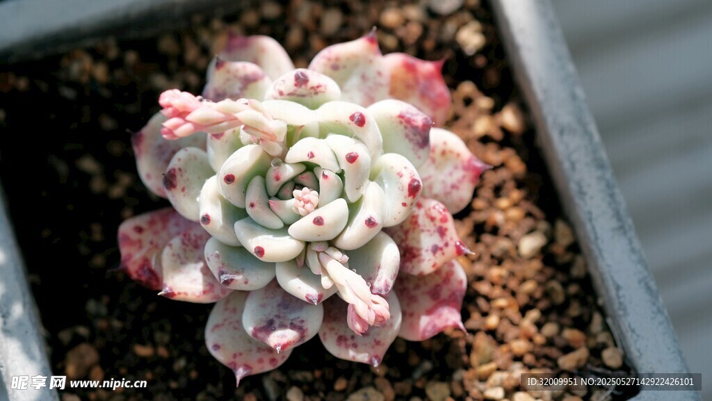 粉嫩多肉植物特寫