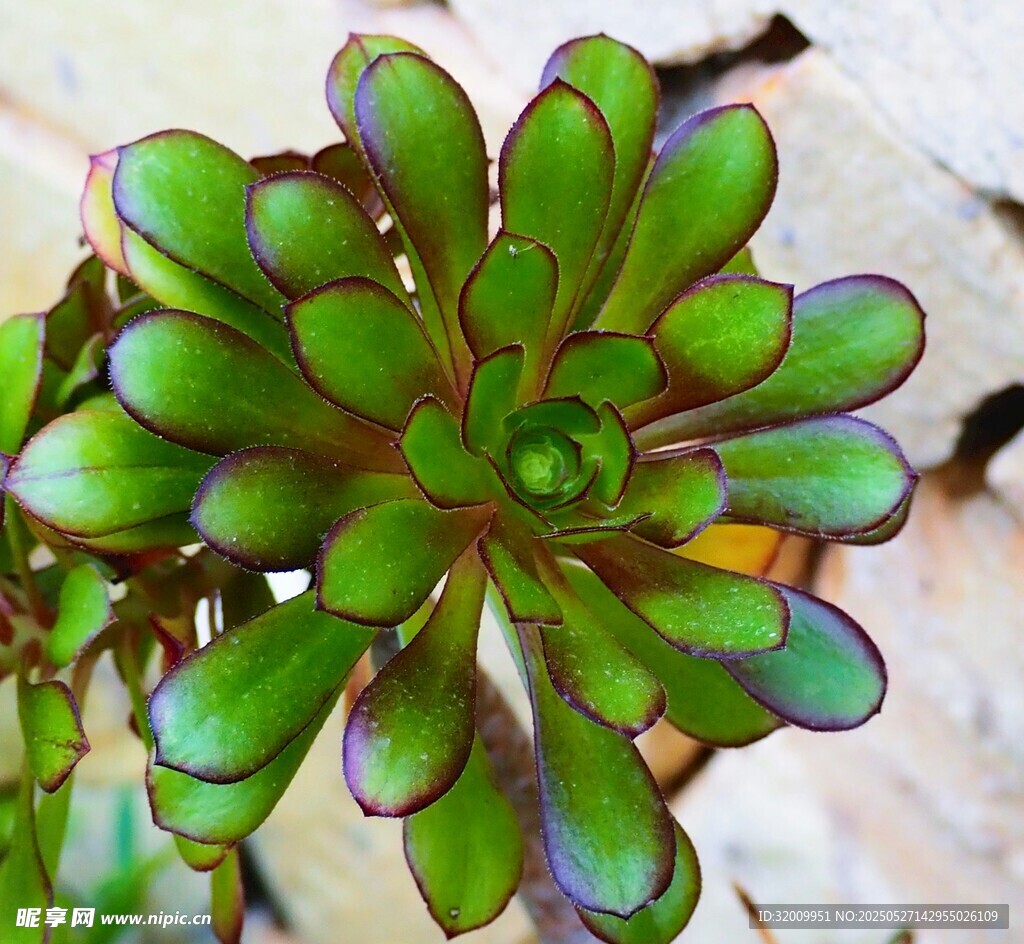 翠綠多肉植物特寫