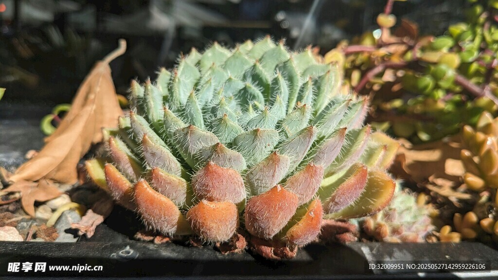多彩多肉植物特寫