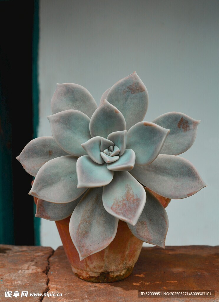 精致藍綠色多肉植物盆栽