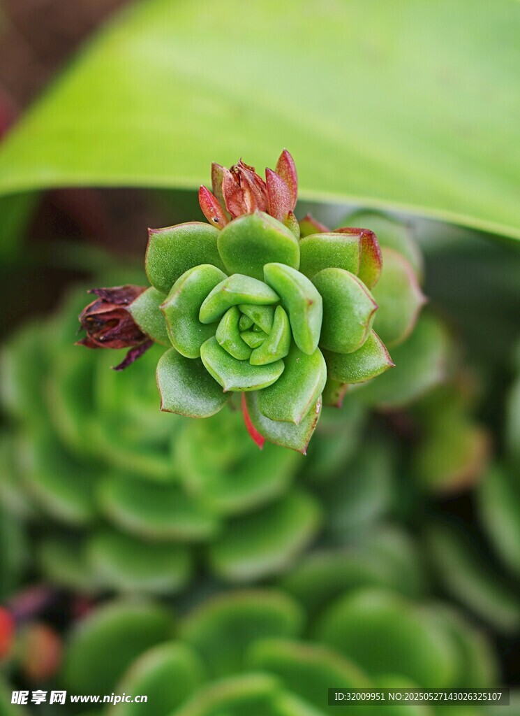 小巧可愛的多肉植物
