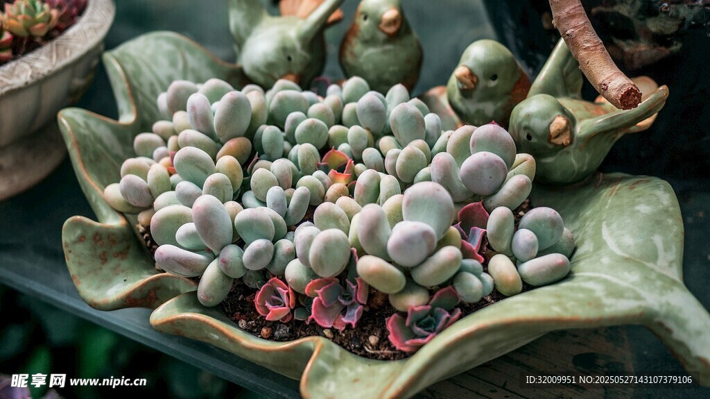 可愛多肉植物盆栽展示