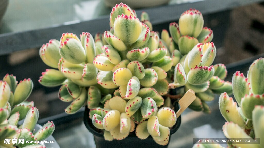 多彩多肉植物特寫