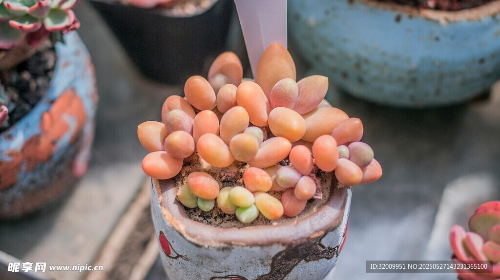 可愛多肉植物盆栽展示