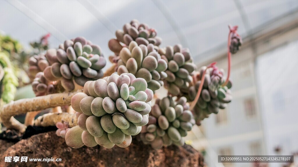 可愛(ài)多肉植物特寫(xiě)