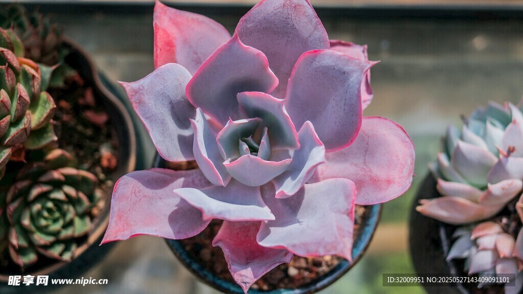 多彩多肉植物盆栽展示