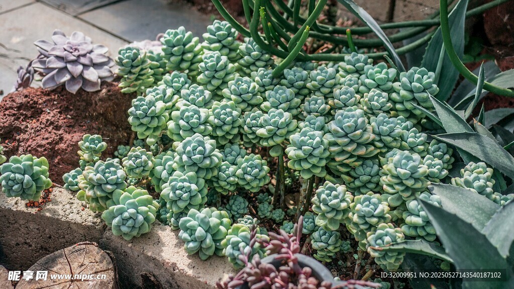 多彩多肉植物景觀