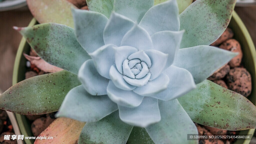 藍綠色多肉植物特寫
