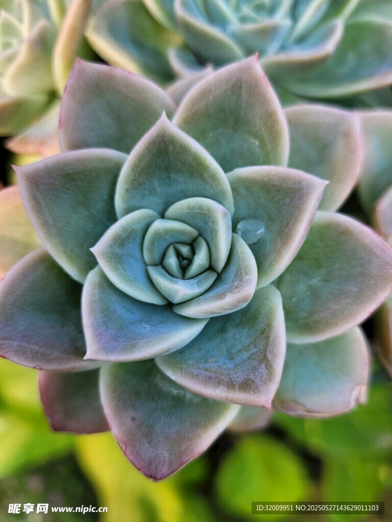 精致多肉植物特寫